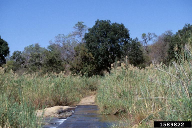 common reed (Phragmites australis)