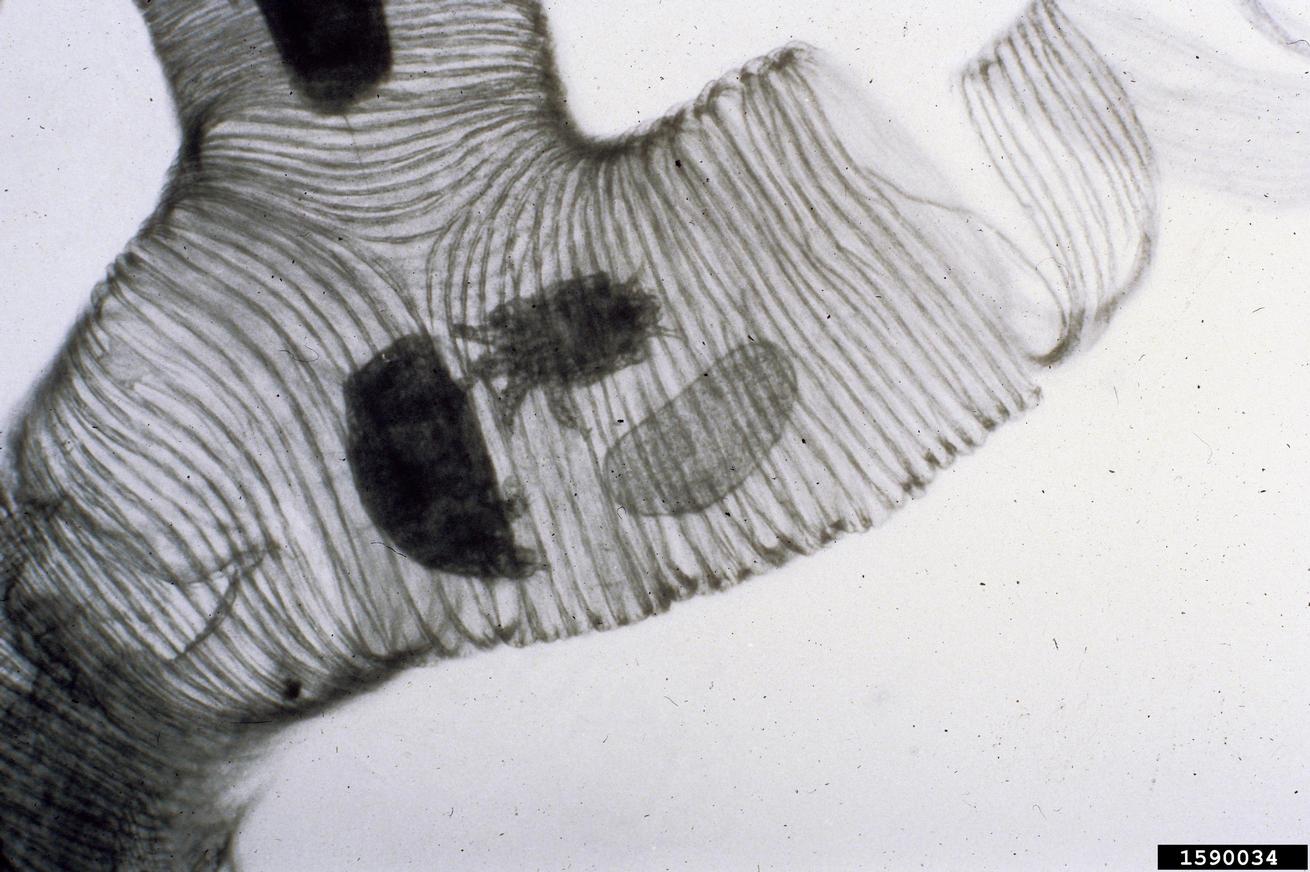 honey bee mite (Acarapis woodi (Rennie, 1921))