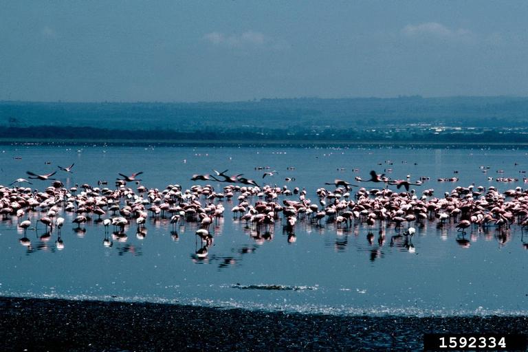 flamingo (Genus Phoenicopterus)