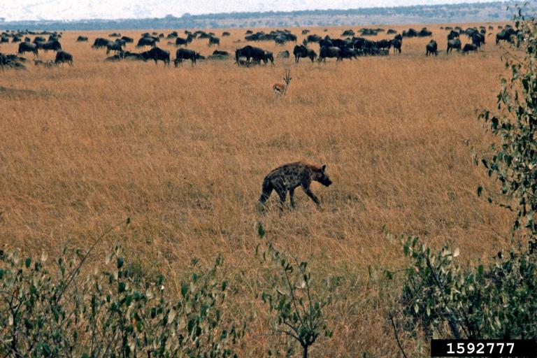 spotted hyena (Crocuta crocuta)