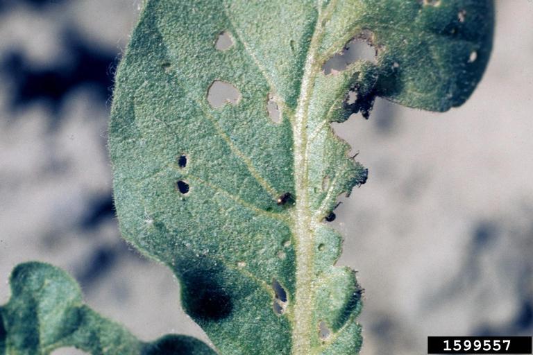 tobacco flea beetle (Epitrix hirtipennis (Melsheimer, 1847))