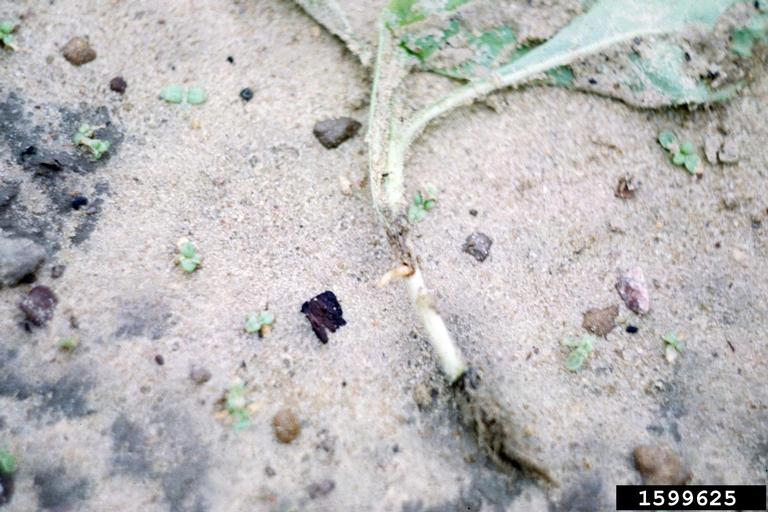 tobacco wireworm (Conoderus vespertinus (Fabricius, 1801))