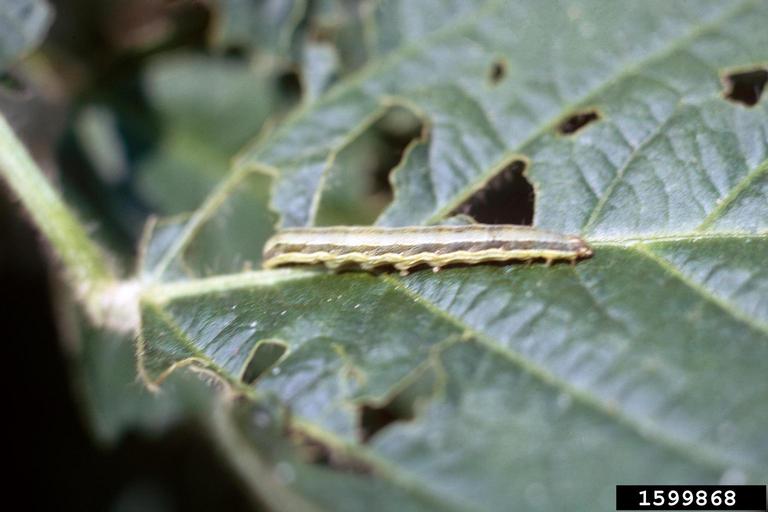 cutworms, loopers, owlet moths, and underwings (Family Noctuidae)