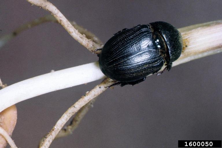 Humelis Bug sugarcane beetle (Euetheola humilis (Burmeister, 1847))