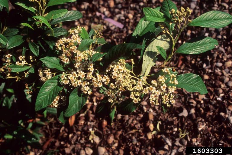Waterer S Cotoneaster Cotoneaster X Watereri Rosales Rosaceae 1603303