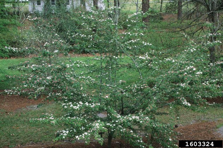parsley hawthorn (Crataegus marshallii)