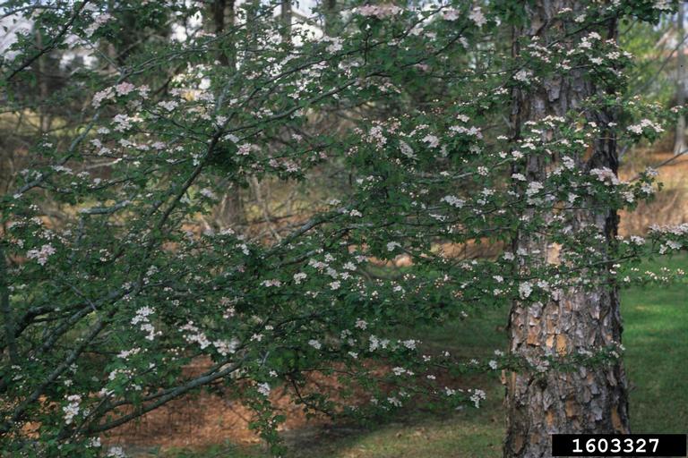 parsley hawthorn (Crataegus marshallii)