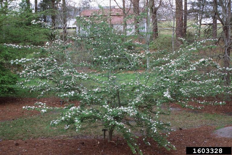 parsley hawthorn (Crataegus marshallii)
