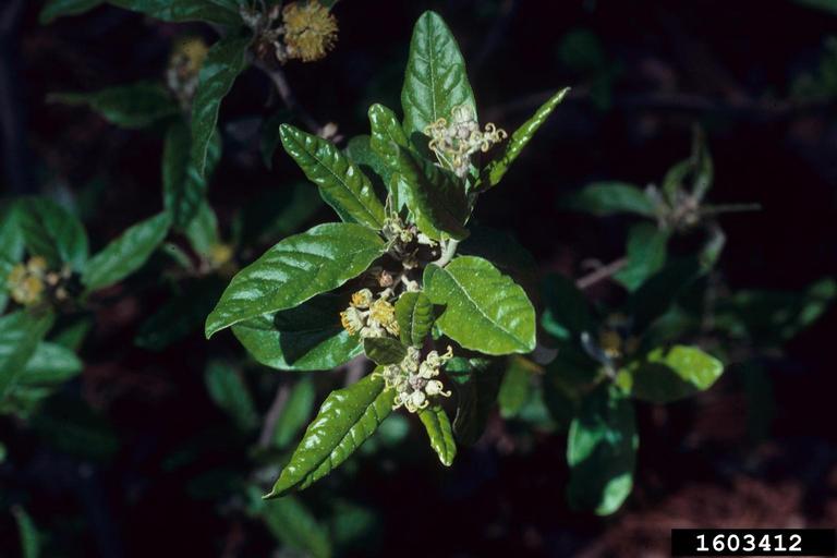 Alabama croton (Croton alabamensis)