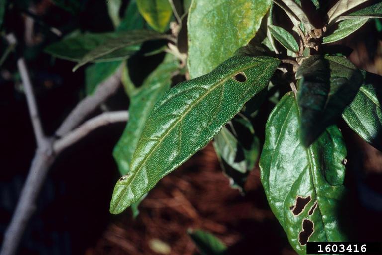 Alabama croton (Croton alabamensis)