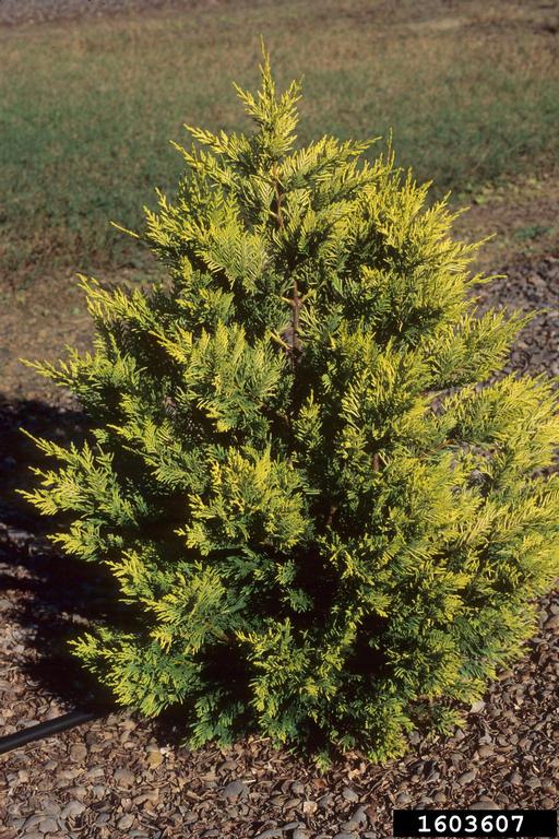 Leyland cypress, x Cupressocyparis leylandii (Pinales Cupressaceae