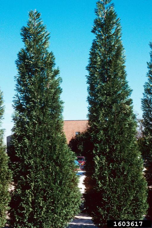 Leyland cypress (x Cupressocyparis leylandii)