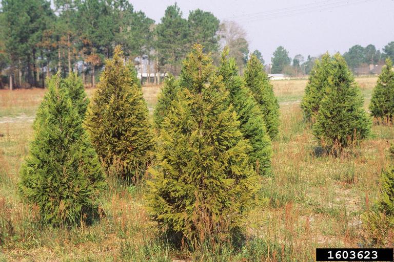Phytophthora root and crown rots (Phytophthora spp. ) on Leyland