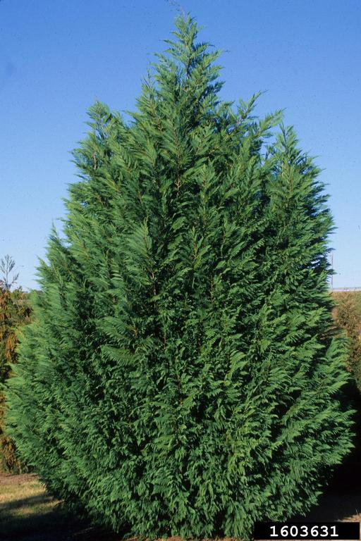Leyland cypress (x Cupressocyparis leylandii)
