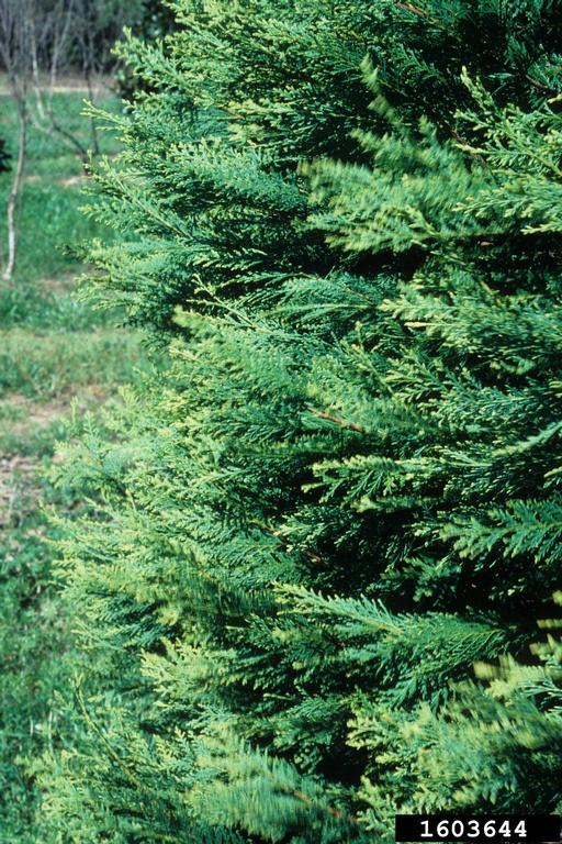 Leyland cypress (x Cupressocyparis leylandii)