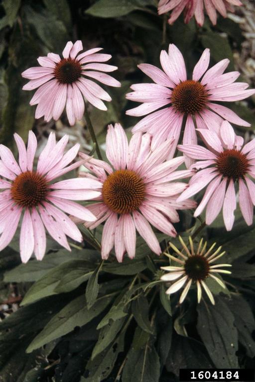 coneflowers (Genus Echinacea)