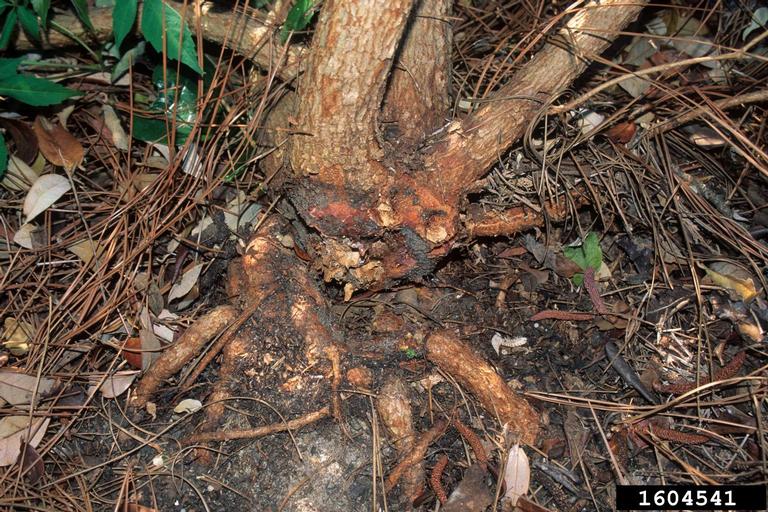 pineappleguava (Acca sellowiana)