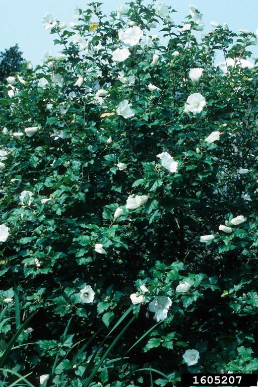 rose of Sharon (Hibiscus syriacus)