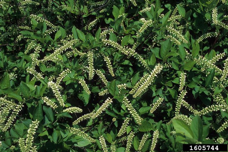 Virginia sweetspire, Itea virginica (Rosales Grossulariaceae) 1605744