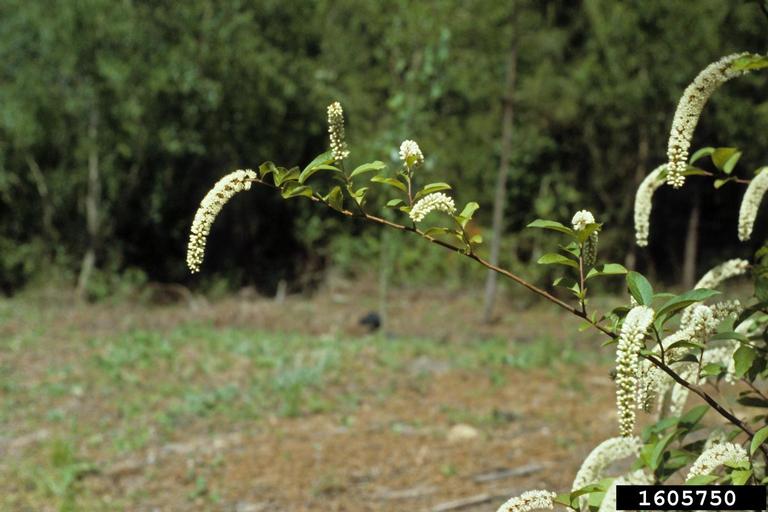 Virginia sweetspire (Itea virginica)