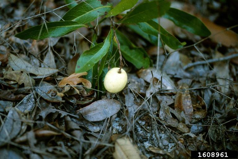 gopher apple (Licania michauxii)
