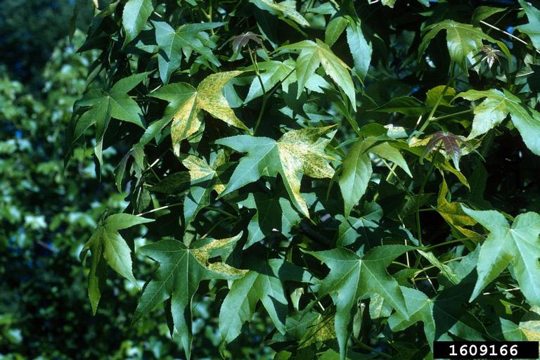 Sweetgum Liquidambar Styraciflua Hamamelidales Hamamelidaceae 1609166