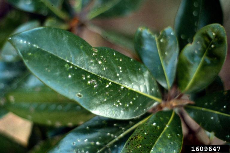 magnolia scale (Neolecanium cornuparvum)