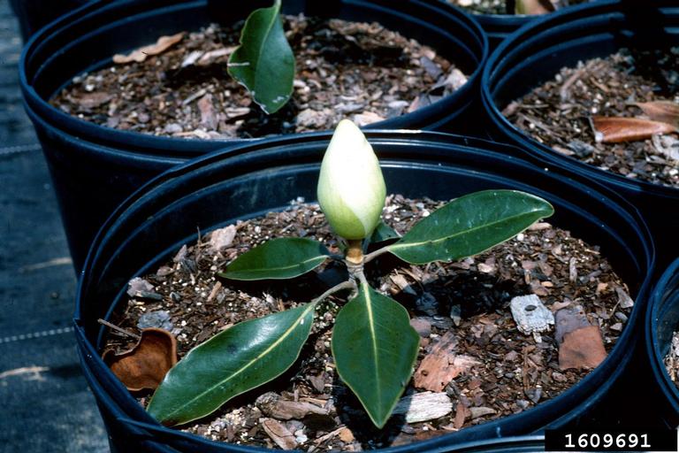 southern magnolia (Magnolia grandiflora L.)