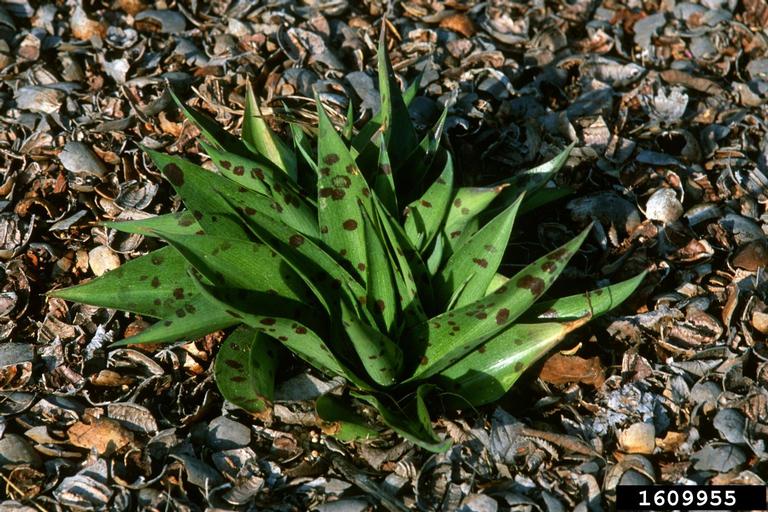 Agave virginica (L.) Salisb. ex Rose