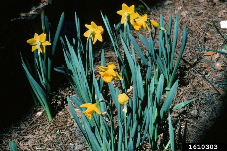 daffodils (Genus Narcissus)