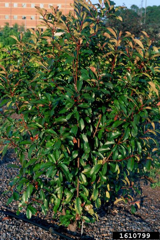 chokeberry (Photinia x fraseri Dress [glabra  serratifolia])
