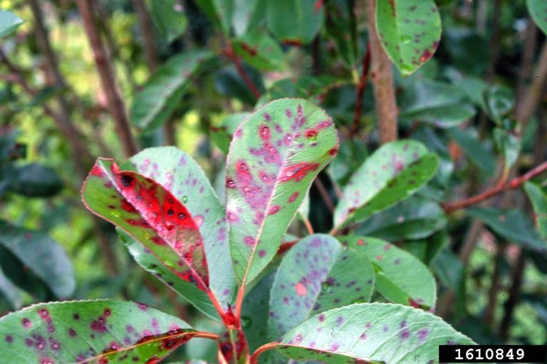 chokeberry (Photinia x fraseri Dress [glabra  serratifolia])