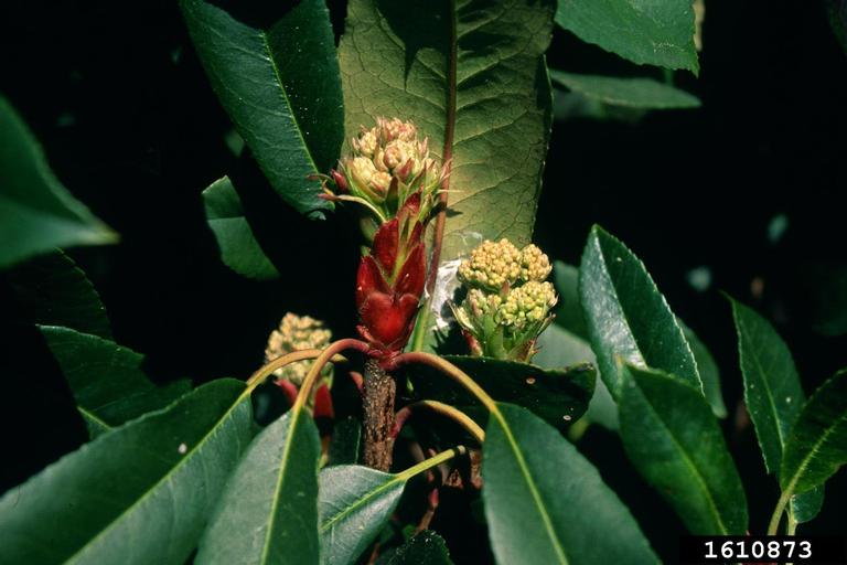 plants are purple pro-aging super serum test Pro-Aging Super Serum main image 0
