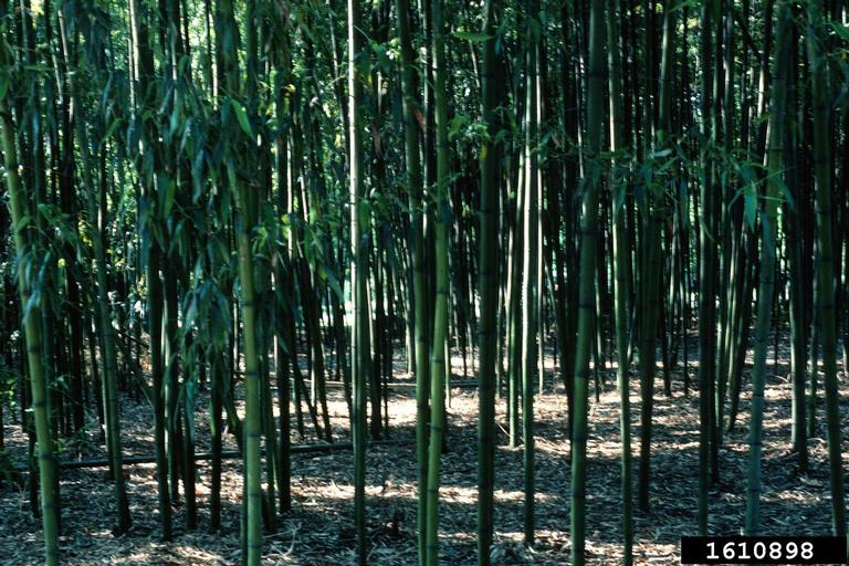 Japanese timber bamboo (Phyllostachys bambusoides)