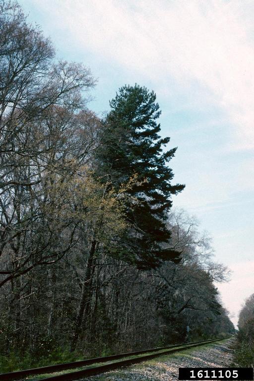 spruce pine (Pinus glabra)