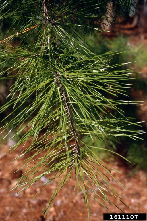 spruce pine (Pinus glabra)