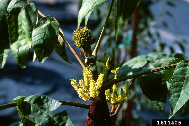 platycarya (Platycarya strobilacea)