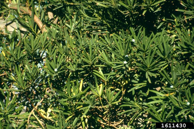 yew plum pine (Podocarpus macrophyllus)