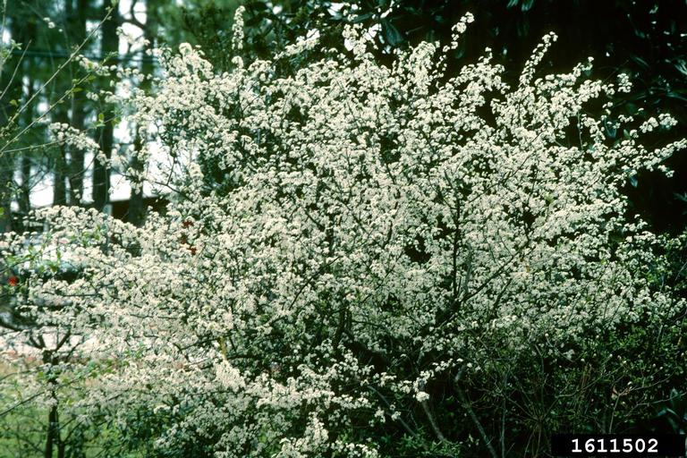 Chickasaw plum (Prunus angustifolia)
