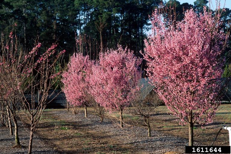 Okame cherry (Prunus x incamp)