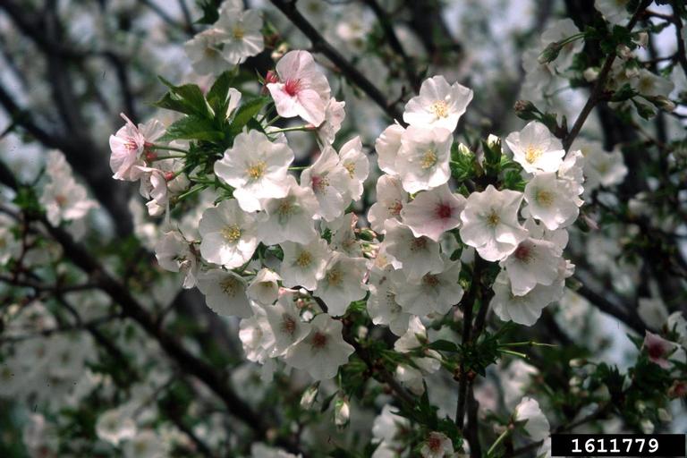 &lsquo;snow goose&rsquo; cherry (Prunus cv. &lsquo;snowgoose&rsquo;)