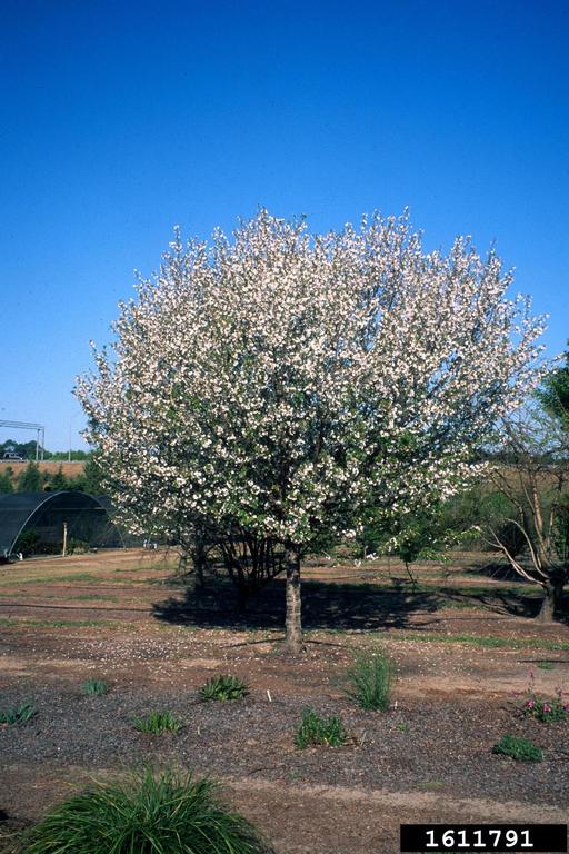 'snow goose' cherry (Prunus cv. 'snowgoose')