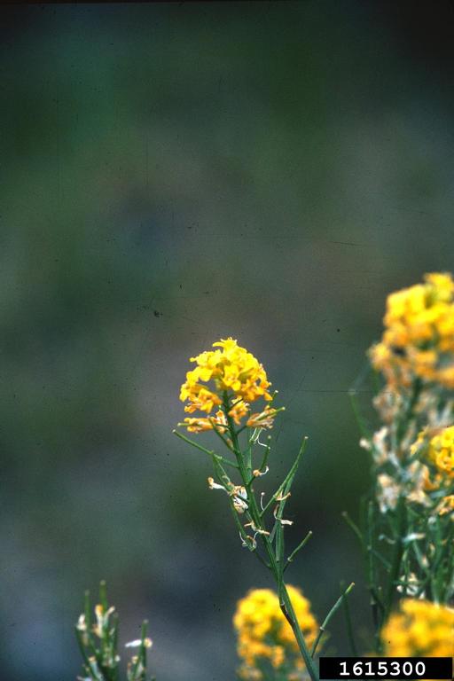 yellow rocket, Barbarea vulgaris (Capparales Brassicaceae) 1615300
