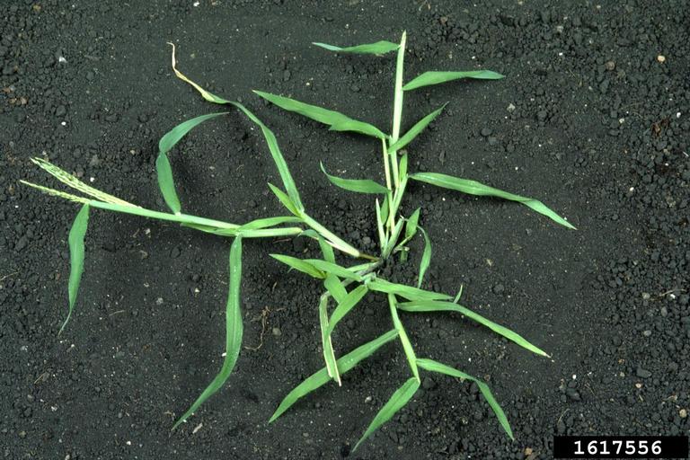 large crabgrass (Digitaria sanguinalis)