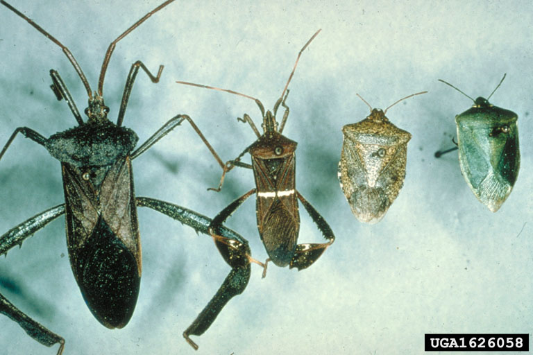 leaffooted bugs (Genus Leptoglossus)