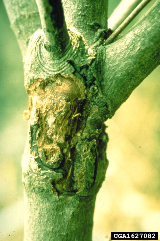 Photo by John A. Weidhass, Virginia Polytechnic Institute and State University, Bugwood.org 1627082