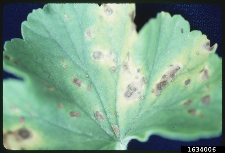 brown spot (Alternaria alternata)