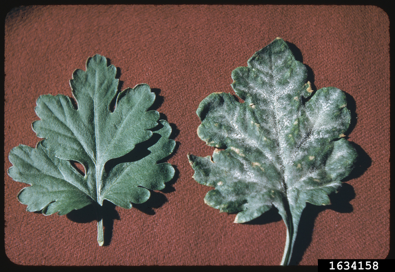 powdery mildew (Golovinomyces cichoracearum (DC.) V.P. Heluta)