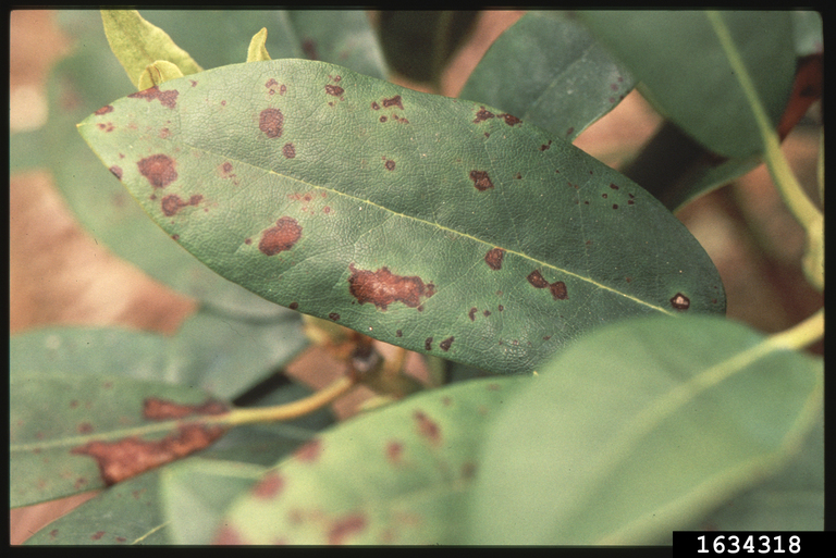 Cercospora leaf spot (Cercospora handelii)