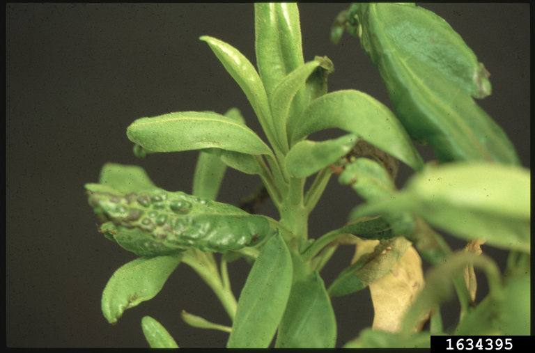 fungicides on rhododendrons and azaleas (Rhododendron spp. ) 1634395